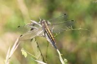 Orthetrum cancellatum