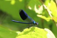 Calopteryx splendens splendens