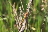 Orthetrum coerulescens