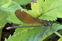 Calopteryx virgo virgo