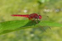 Crocothemis erythraea