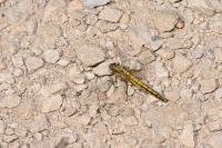Orthetrum cancellatum