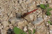 Sympetrum vulgatum