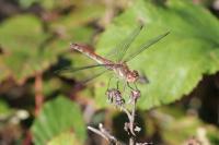 Sympetrum striolatum
