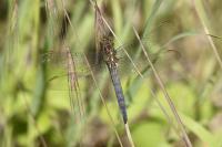 Orthetrum coerulescens