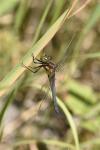 Orthetrum coerulescens