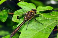 Cordulia aenea