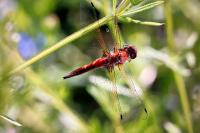 Libellula fulva