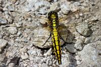 Orthetrum cancellatum