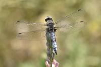 Libellula fulva