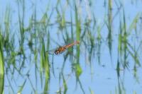 Sympetrum striolatum