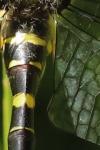 Cordulegaster bidentata