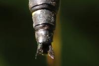 Cordulegaster bidentata