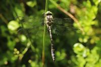 Cordulegaster bidentata