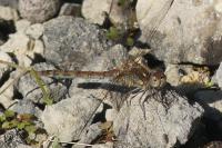 Sympetrum striolatum