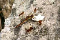 Sympetrum pedemontanum