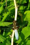 Libellula depressa