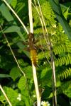 Libellula depressa