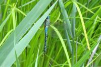 Aeshna affinis
