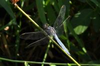 Orthetrum coerulescens