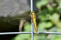 Orthetrum cancellatum