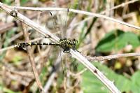 Onychogomphus forcipatus forcipatus