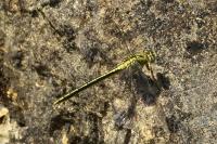 Gomphus pulchellus
