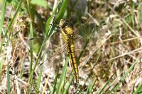Orthetrum cancellatum