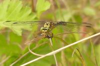 Onychogomphus forcipatus forcipatus