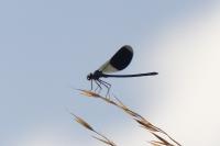 Calopteryx splendens splendens
