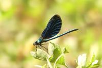 Calopteryx virgo virgo