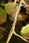 Platycnemis pennipes