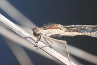 Sympecma fusca