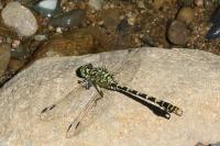Onychogomphus forcipatus forcipatus