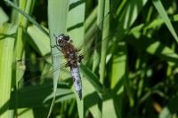 Libellula fulva