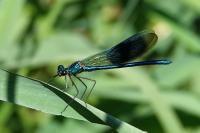 Calopteryx splendens splendens