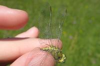 Gomphus pulchellus