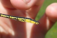 Gomphus pulchellus