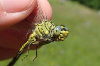 Gomphus pulchellus
