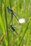 Ischnura elegans