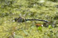 Aeshna cyanea