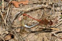 Sympetrum meridionale