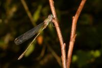 Chalcolestes viridis