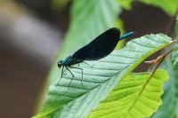 Calopteryx virgo virgo