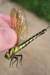 Brachytron pratense