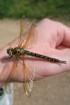 Brachytron pratense