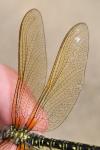 Brachytron pratense