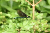 Calopteryx virgo virgo