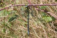 Aeshna cyanea