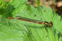 Pyrrhosoma nymphula